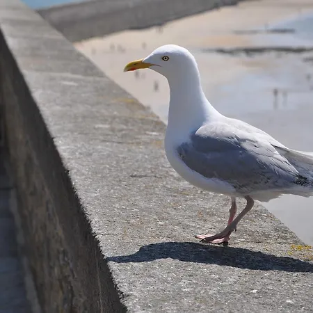Malo Solidor Vue Brecel 1 Lägenhet Saint-Malo